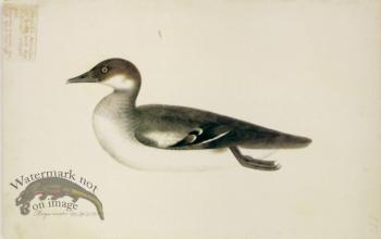 227 Swedish Birds . Mergus Minutus, Red Headed Smew